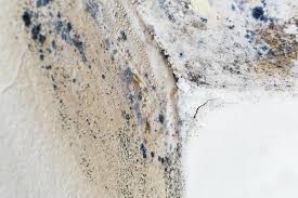 Why You Should Choose Our Mold Remediation Services in Navasota, TX